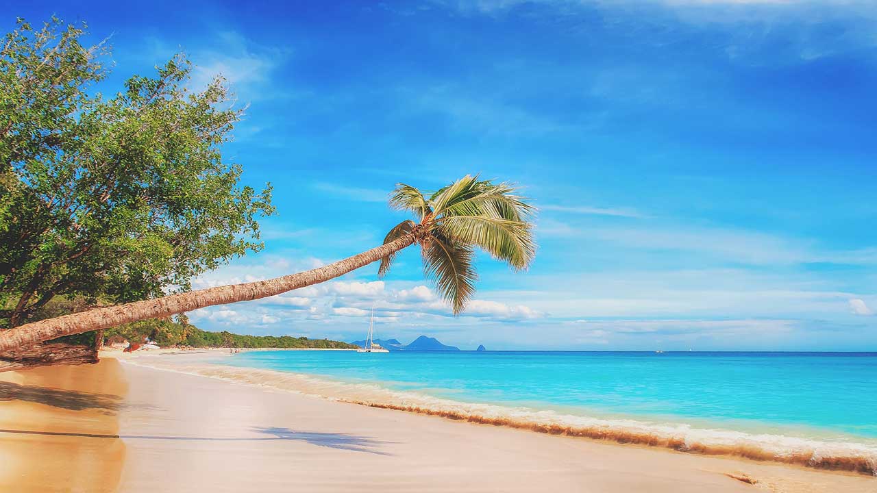 bent palm on a beach